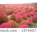 Kokia field stained in red 1974407