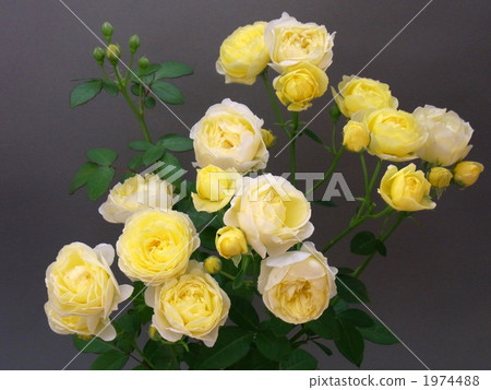 玫瑰：金色邊框 1974488