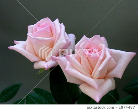 Rose: Princess Nobuko 1974497