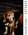 Yokohama Beagle 1974826