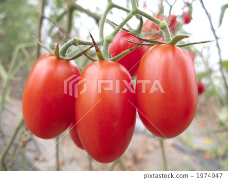 Copy space of trees ripe fresh mini-tomato (Aiko) 1974947