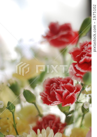 carnation, carnations, botanic 1975102