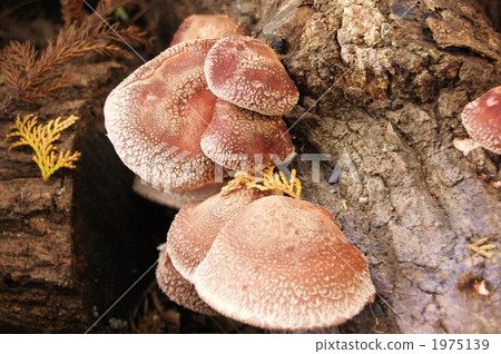 Ribbon shiitake 1975139