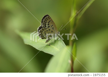 Yamato Shizimi 1975155