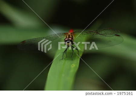 Male of Mayutateakane 1975161