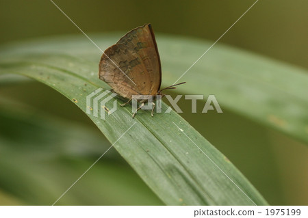 Murashiki Sajimi 1975199