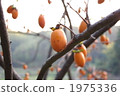 王子牡蠣 1975336