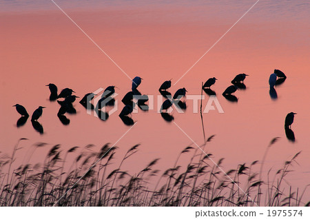 蒼鷺的盛宴 蒼鷺的盛宴 1975574