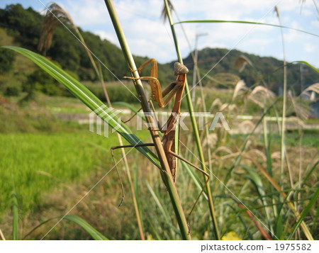 tenodera aridifolia, japanese giant mantis, manti 1975582
