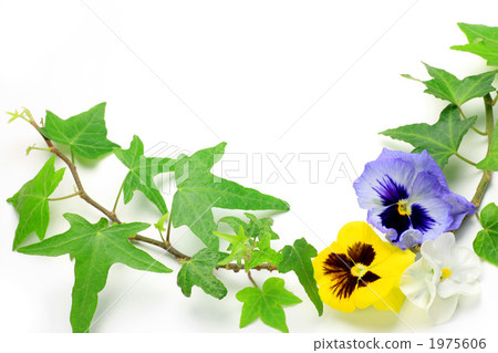 Pansy and Ivy Pansy and Ivy 1975606