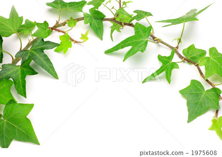 常春藤 常春藤 1975608