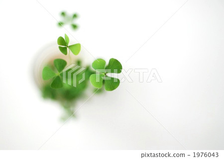 four-leaf clover, four-leaf plant, clover 1976043