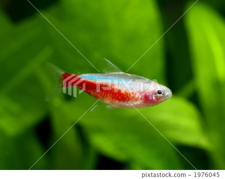 Albino-cardinal tetra 1976045