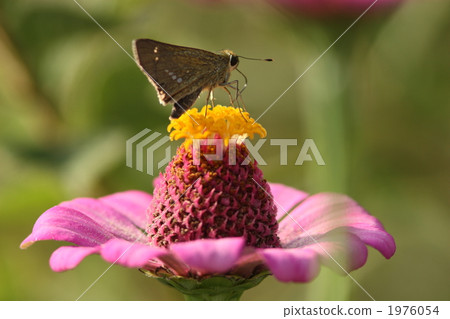 Ichimon dieselis suckling with hypnotis 1976054