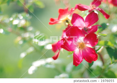 Red Flower, bloom, blossom 1976055