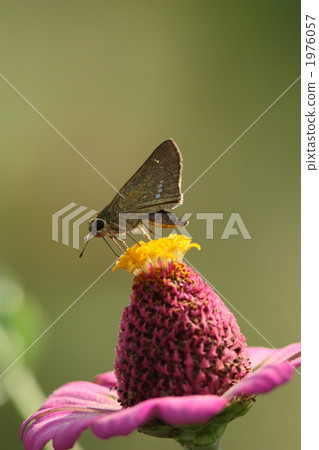 Ichimon dieselis suckling with hypnotis 1976057