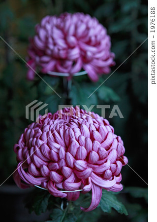 The big chrysanthemum 1976188