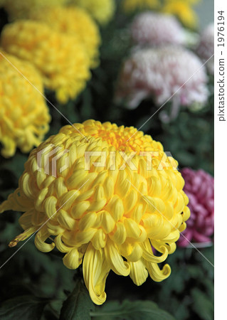 The big chrysanthemum 1976194