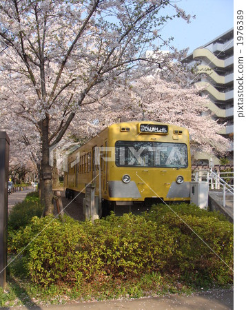 吉野櫻花樹 櫻花 櫻 1976389