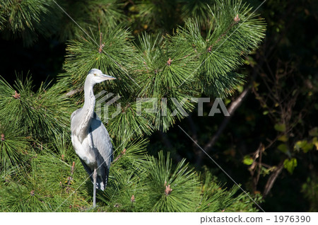 Gray heron Gray heron 1976390