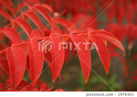 Autumn leaves of Hazenoki 1976401