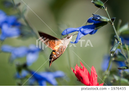 Hoshi hojaku 1976435