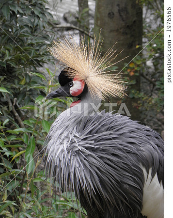 balearica regulorum, grey crowned crane, crown 1976566