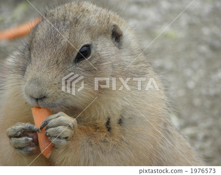 terrestrial animal, small animal, animal 1976573