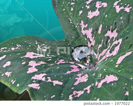 Cadarium Cadarium 1977022