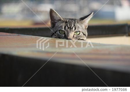 Silver Tabby American Shorthair Cat Stock Photo 1977086 Pixta