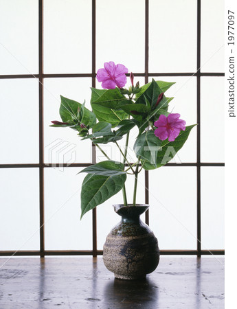 floral arrangement, vase, bloom 1977097
