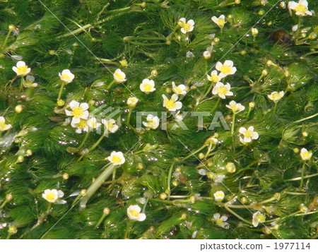 水毛茛 水中花 植物 1977114