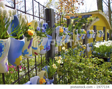 Kuroboshi Netherlands Gardening Keukenhof Park Kuroboshi Netherlands Gardening Keukenhof Park 1977134