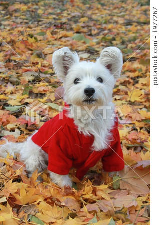 秋天和落葉和Westie 秋天和落葉和Westie 1977267