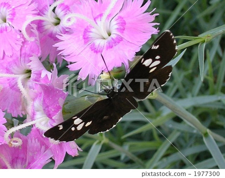 Daiyousa seseli sticking to the flower of Nadesico 1977300