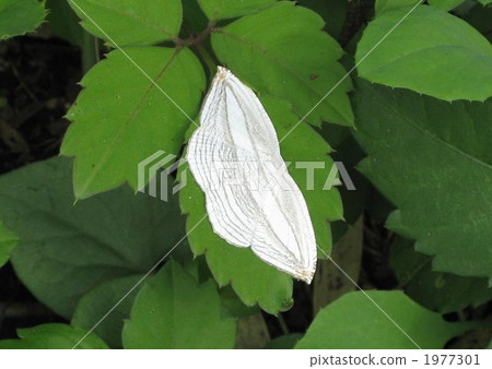 Ginkgo bamboos sticking to the leaves of Japanese cabbage Ginkgo bamboos sticking to the leaves of Japanese cabbage 1977301