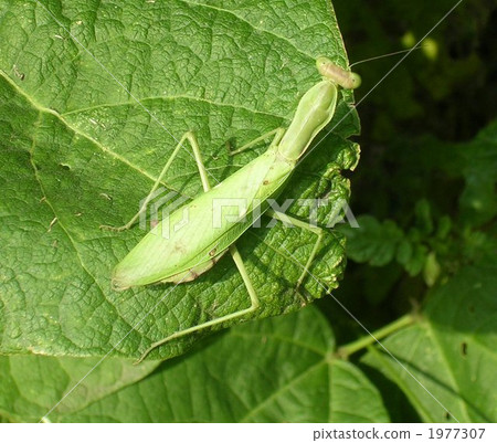 White-tailed Mantis 1977307