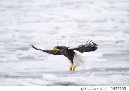 Flight of Steller's sea-eagle (landing) 1 Flight of Steller's sea-eagle (landing) 1 1977505
