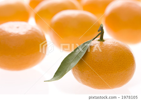 Mandarin orange Mandarin orange 1978105