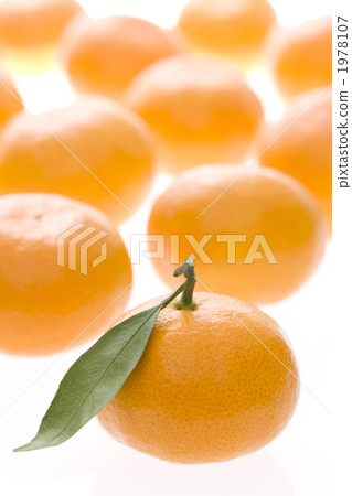 Mandarin orange Mandarin orange 1978107