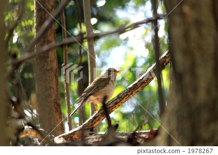 Shorohara Shorohara 1978267