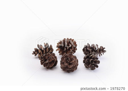 Pinecone Pinecone 1978270