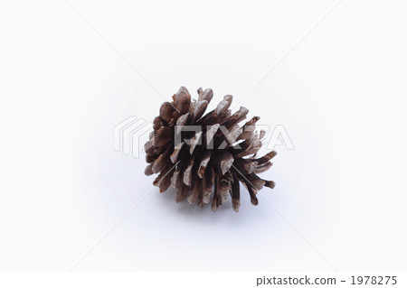 Pinecone Pinecone 1978275