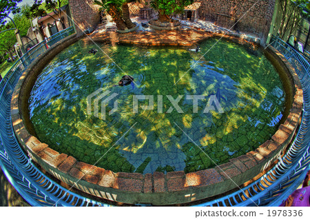 鳥兒 鳥 企鵝 1978336