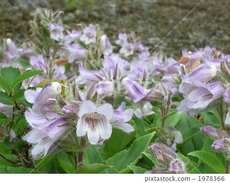 從山上給出的名字·Tarumaisau 1978366