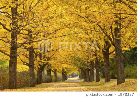 銀杏樹排列著秋天的落葉 1978387
