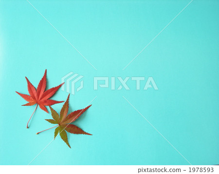 紅葉 楓樹 紅楓 1978593