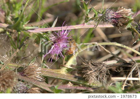 bee, honeybee, thistle 1978673