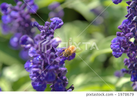 一串紅 蜜蜂 蝴蝶 1978679