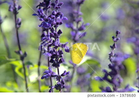 黃蝶 一串紅 蝴蝶 1978680